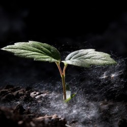 Young Sapling